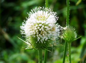 Pegasti badelj pomaga zbijati visoko vročino